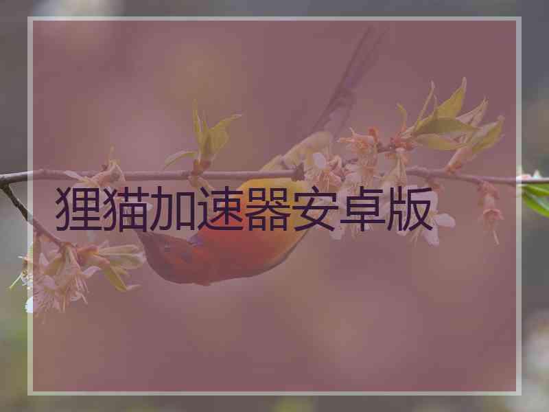 狸猫加速器安卓版